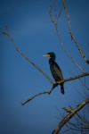 Cormorant, Black Bird