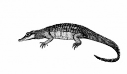 Alligator Clip Art Drawing