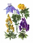 Alpine Flowers Vintage Art