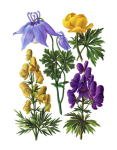 Alpine Flowers Vintage Art