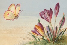 Old Postcard Butterfly Flowers