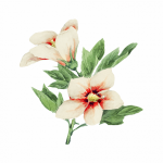Watercolor Flower Vintage Clipart