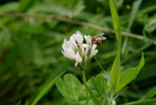 Bee On Clover Plant