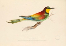 Bee-eater Bird Vintage Art