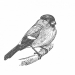 Bird Bullfinch Drawing Clipart