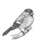 Bird Bullfinch Drawing Clipart