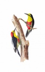 Birds Vintage Tropical Art