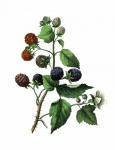 Blackberries Fruit Vintage Art