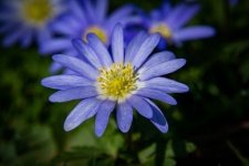 Blue Flower, Blue Anemone