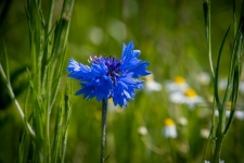 Blue Flower, Cornflower
