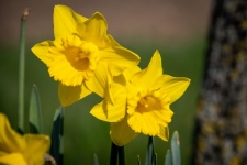 Yellow Flower, Narcissus