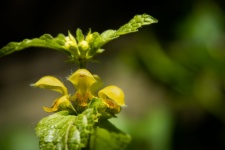 Flower, Lamium Galeobdolon
