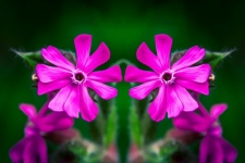 Flowers, Floral Background