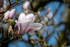 Flowers, Magnolia Tree