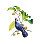 Blue Tanager Bird Vintage Art