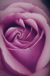 Flower Blossom Rose Macro