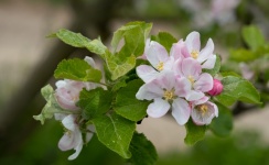 Flowers, Apple Blossom