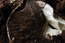 Broken Cap Of An Agaricus Mushroom