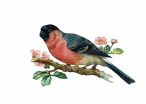 Bullfinch Bird Vintage Art