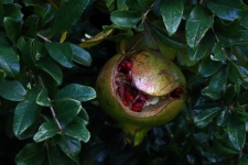 Burst Open Ripe Pomegranate On Tree