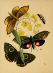 Butterflies Vintage Art