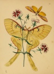 Butterflies Vintage Art