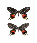Butterfly Vintage Swallowtail Art