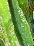 Cactus Vandalism