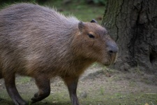 Capybara, Large Rodent