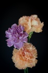 Carnations, Bouquet, Buds, Flowers