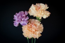 Carnations, Bouquet, Buds, Flowers,