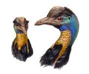 Cassowary Bird Vintage Art