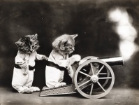Cat Dressed Vintage Photo