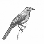 Catbird Drawing Art