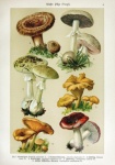 Champion Mushroom Vintage Illustration