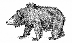 Clip Art Bear Illustration
