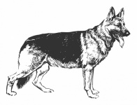 Clipart German Shepherd