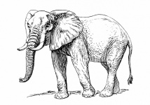 Clip Art Elephant Illustration
