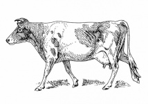 Clipart Cow Beef Illustration