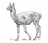 Clipart Llama Illustration