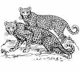 Clipart Leopard Cat Illustration