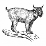 Clipart Lynx Wild Cat Art
