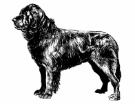 Clipart Newfoundland Dog