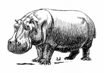Clipart Hippopotamus River Illustration