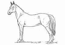 Clip Art Horse Illustration