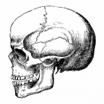 Clipart Skull Illustration