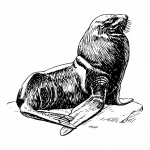 Clipart Sea Lion Illustration