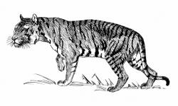 Clipart Tiger Cat Illustration
