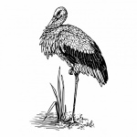 Clipart Bird Stork Illustration