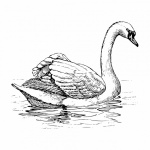 Clipart White Swan Illustration